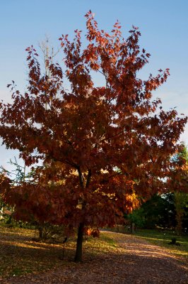 Quercus rubra - dub červený - celek podzim
